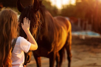 The Reasons Why Horses Are Used for Veteran Therapy