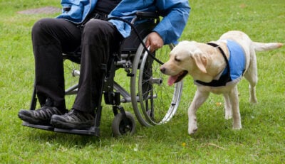 All About Assistance Dogs