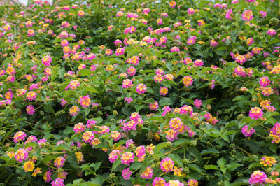 The Top Ten Easy-to-Grow Summer Flowers