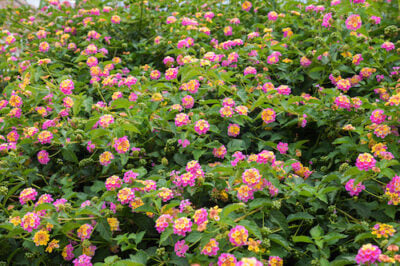 The Top Ten Easy-to-Grow Summer Flowers