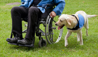 All About Assistance Dogs