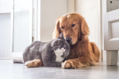 Easy to Care for House Pets