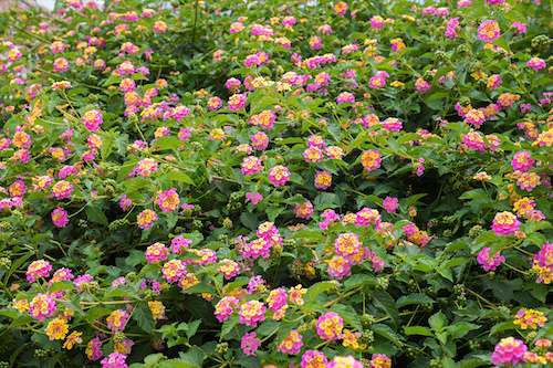 The Top Ten Easy-to-Grow Summer Flowers