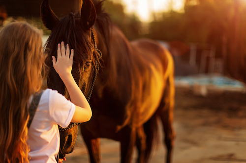 The Reasons Why Horses Are Used for Veteran Therapy