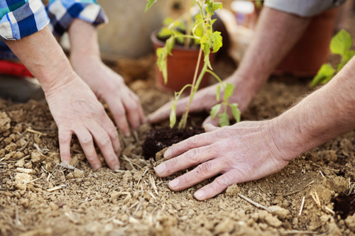 Enjoy the Outdoors with Accessible Gardening